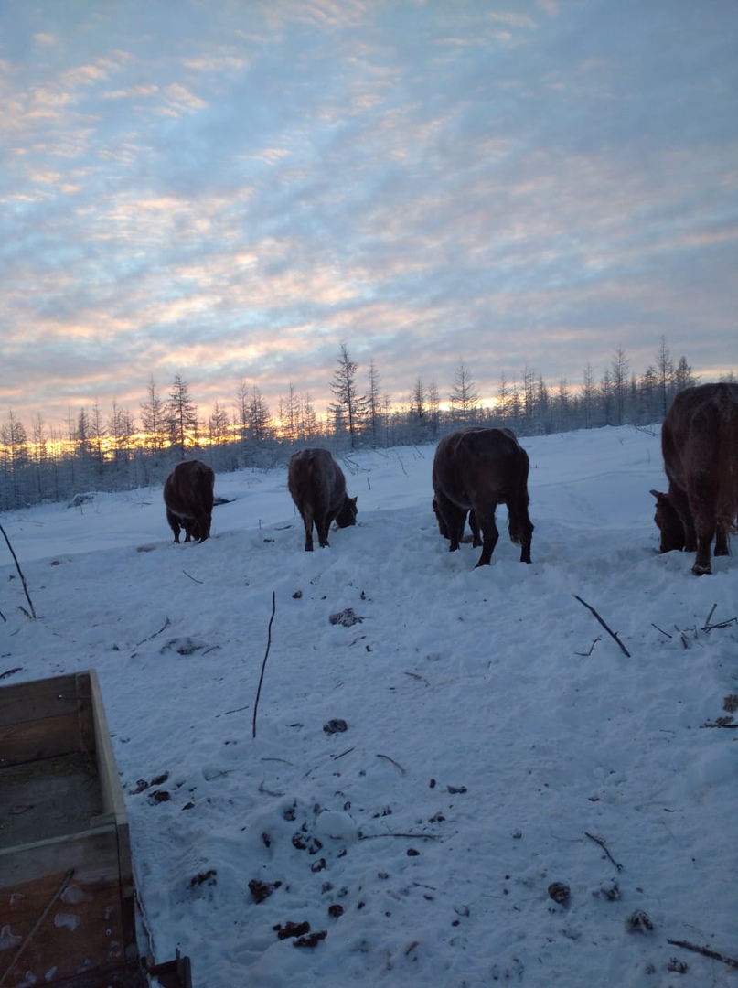 Kalmyk cattle in the Pleistocene Park