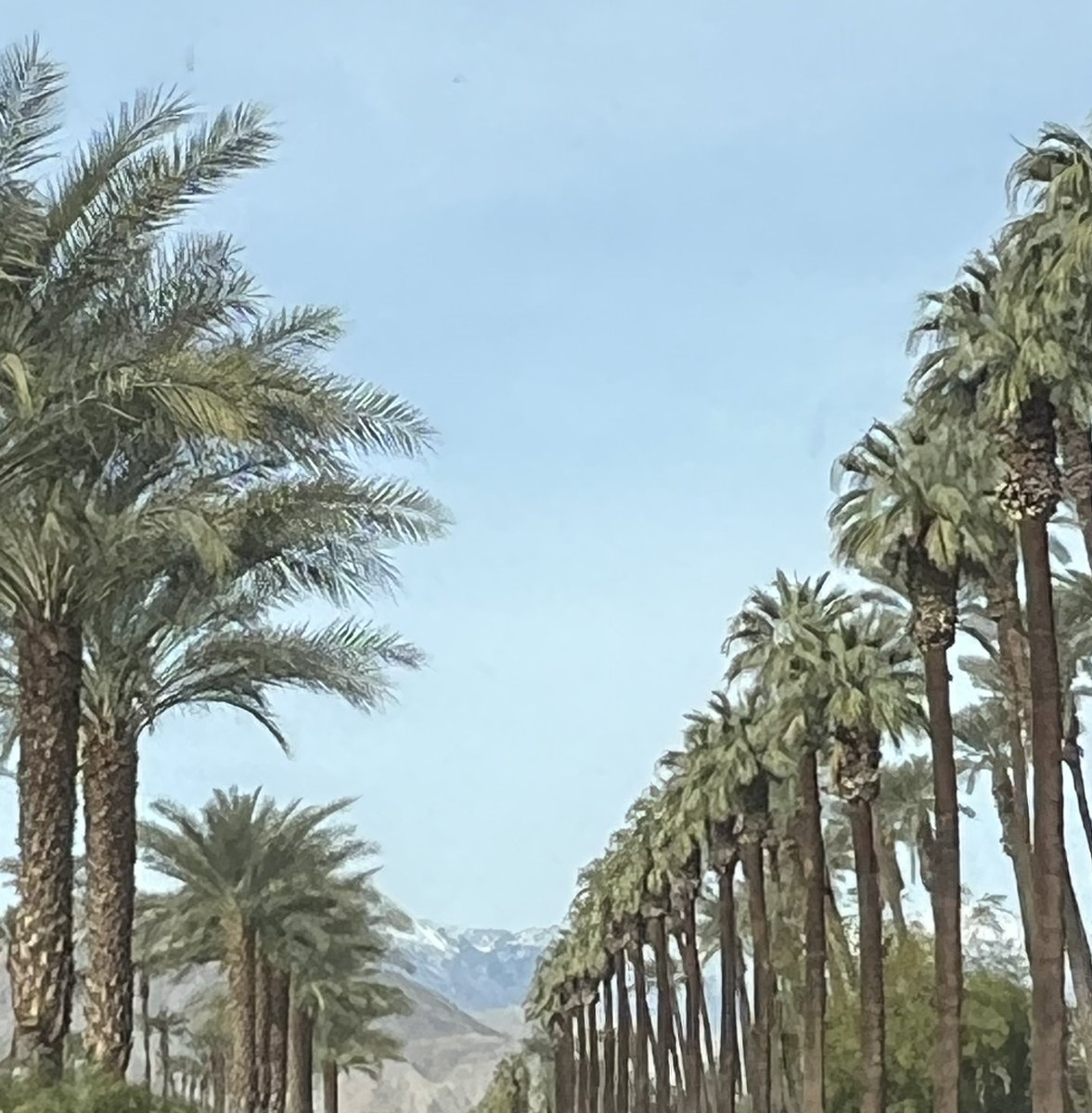 BhathornBrandi's tweet photo. Not everyday you see desert, snow capped mountains and palm trees in one view. Palm Desert, CA @spann https://t.co/1ycbZqO0qT