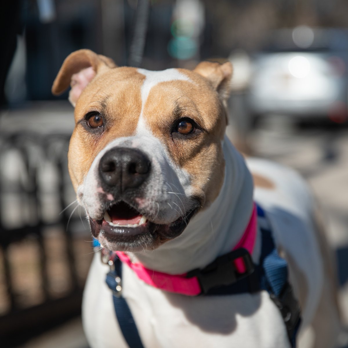ASPCA's tweet photo. It's #NationalRandomActsofKindessDay! ❤️ How are you participating?! Show some love by volunteering with the ASPCA! https://t.co/iMBmYERVZ2 You can make another 🐶 just as happy as Miss Cupcake is 😊 https://t.co/0yJFg8onve