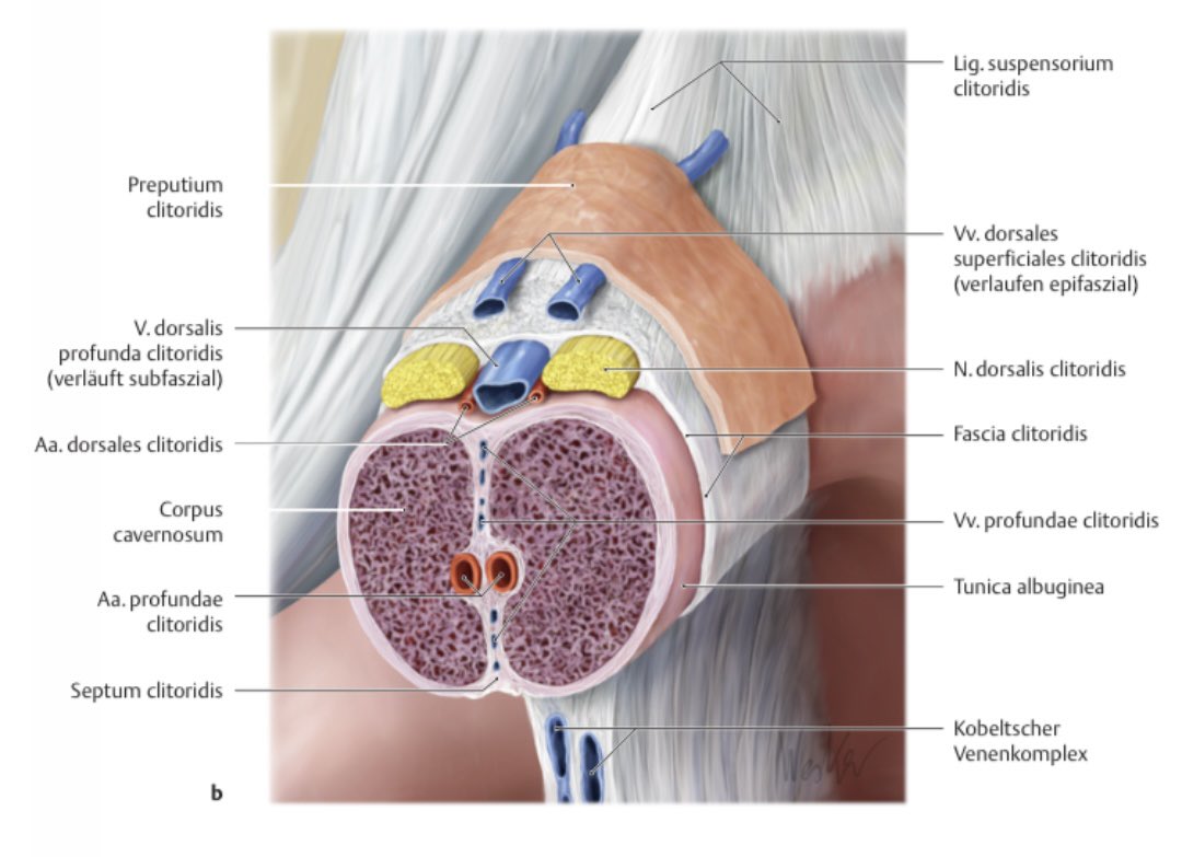 jess_ann_pin's tweet photo. Here’s some great news for women! 🥳

New learning units on the clitoris are getting added to Thieme’s 3 volume Atlas of Anatomy. 

The labels on these new illustrations are German because they haven’t been translated to English yet. https://t.co/EhQhLQlsKU