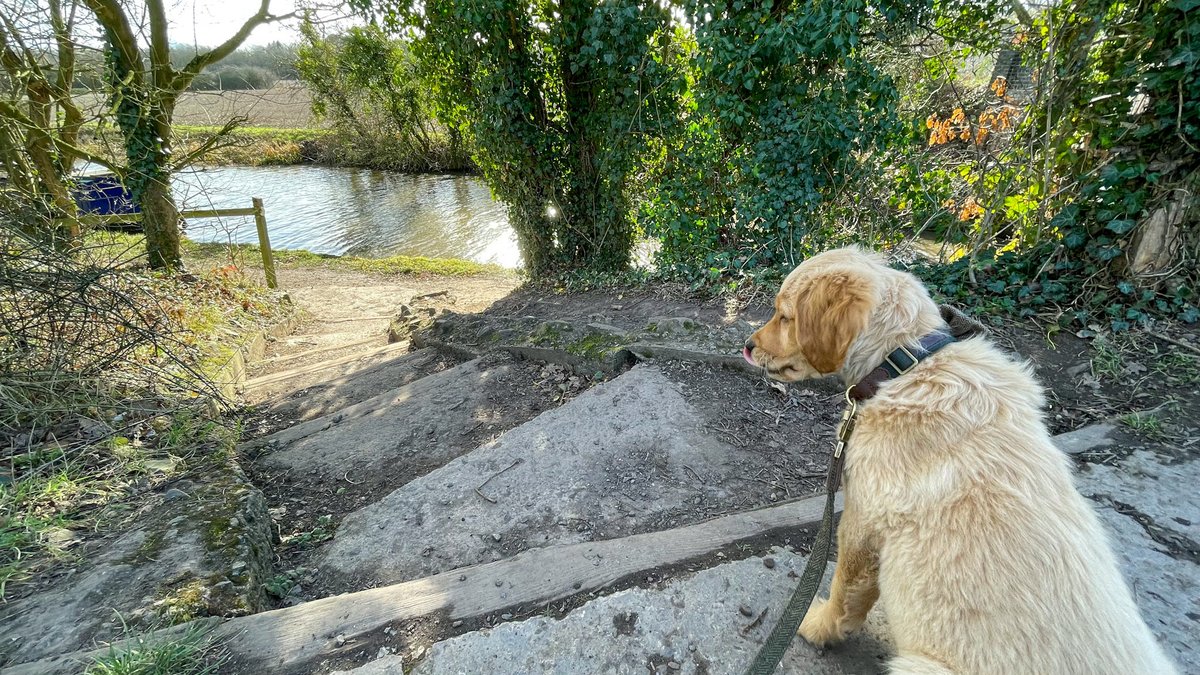 Exploring the towpath on the #coventrycanal #lifesbetterbywater #boatsthattweet #goldenretriever #puppyphotos #canallife #dogphotos #goldenretrieverpuppy #walkingthetowpath #canaltowpath #nuneaton #westmidlandscanals #canalwalks