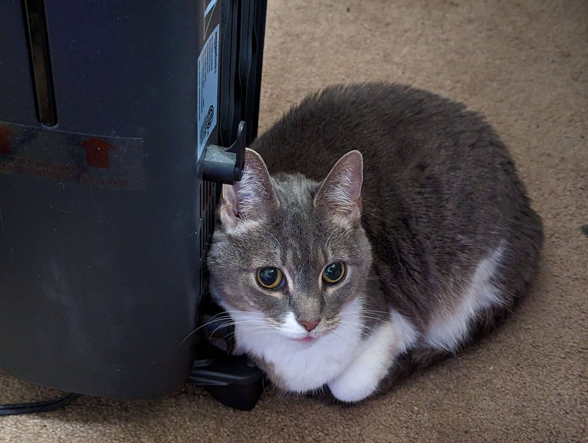Princess, our older, weirder cat, likes laying uncomfortably close to heaters, and has started just straight-up snuggling up against the hot metal like a freak.