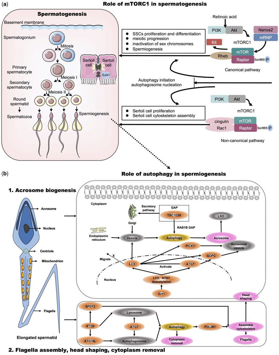 AdvReproduction's tweet photo. Role of autophagy in spermatogenesis
#HumanReproductionUpdate #IVF #sperm #SciComm #Research #ScienceTwitter #technology #AcademicChatter #meded #MedTwitter #Infertility #reproductivehealth #autophagy #spermatogenesis
DOI: 10.1093/humupd/dmab043 https://t.co/Shhjw2idhI