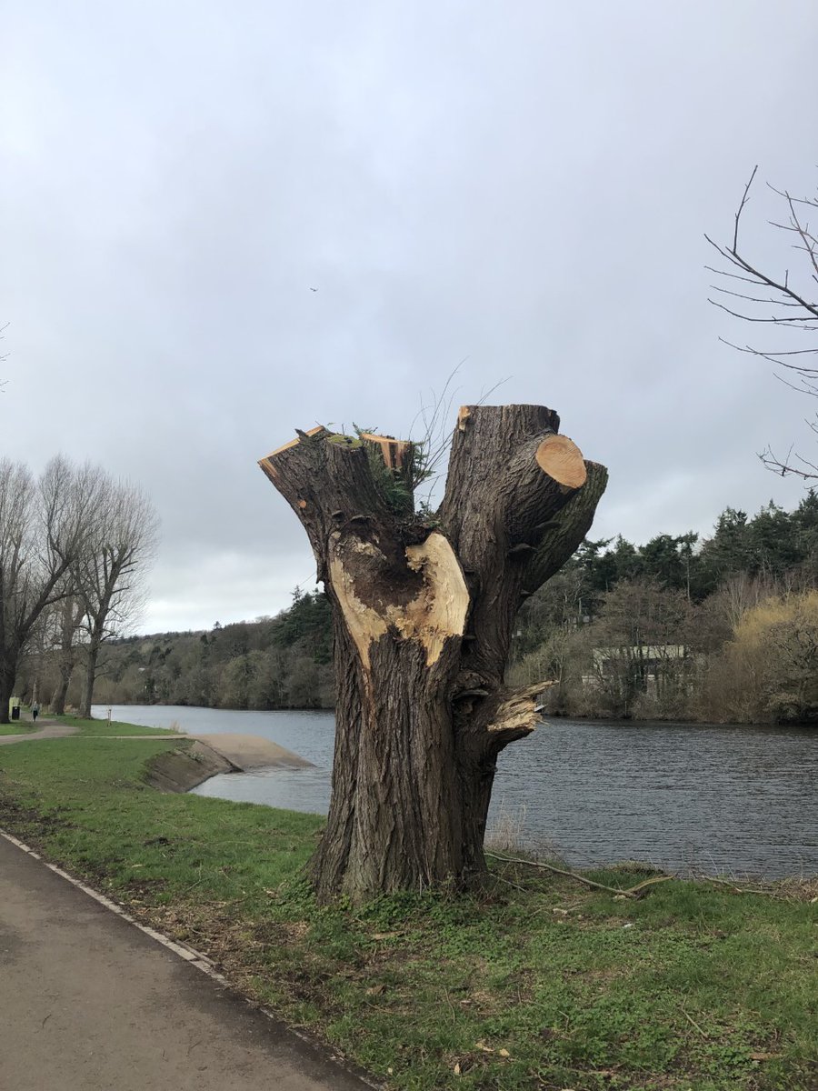 Christie Godsmark (@cngodsmark) on Twitter photo Can we have an update on this tree along Lee fields from <a href="/corkcitycouncil/">Cork City Council</a> and our Tree Officer please? Also, are there plans to plant another tree here? Can we have an update on this tree along Lee fields from <a href="/corkcitycouncil/">Cork City Council</a> and our Tree Officer please? Also, are there plans to plant another tree here?