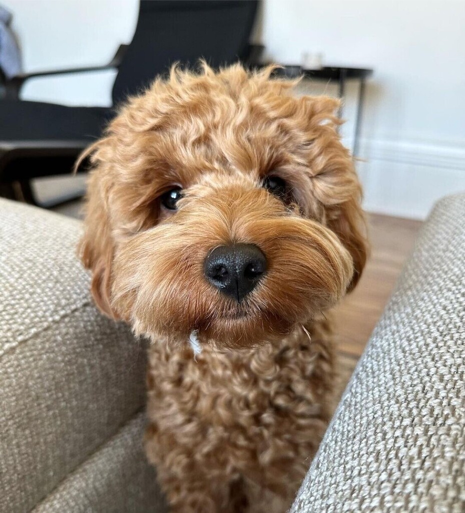 cowboymagic's tweet photo. Happy Fri-YAY!😎
Photo from @teddybear.remy
Anyone have fun plans for the weekend?
•
"Boops for a Happy Friday! 💕☺️"
.
.
.
.
.
.
.
.
.
.
.
.
.
#cowboymagic #friday #fridaymood #weekend #cute #cutedogs #cuteanimals #cutepuppies #cutepuppy #goldendoodle… https://t.co/aONrraGFV9 https://t.co/4kDOsuTvQE