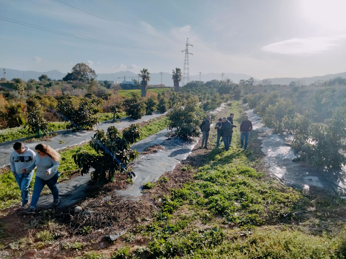 IfapaJunta's tweet photo. 📌Último día de formación en mango y aguacate en #Málaga

✅Los alumnos han aprendido a favorecer la biodiversidad, luchar contra la erosión y usar el suelo agrícola como aliado en el secuestro de carbono

💚Prácticas beneficiosas para el #MedioAmbiente y la fertilidad del suelo https://t.co/gFKY6gm93n