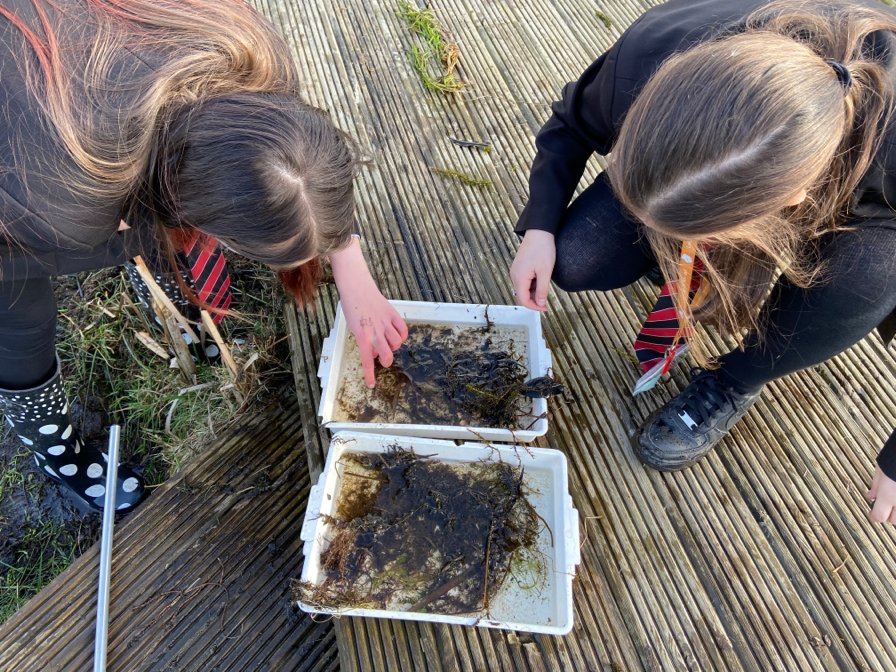 LadybridgeHigh's tweet photo. Farm club have enjoyed #ponddipping for newts and other invertebrates this week 🦎#LadybridgeLearners #farmclub #outdoorlearning #connectwithnature https://t.co/9PeXcUwn3E