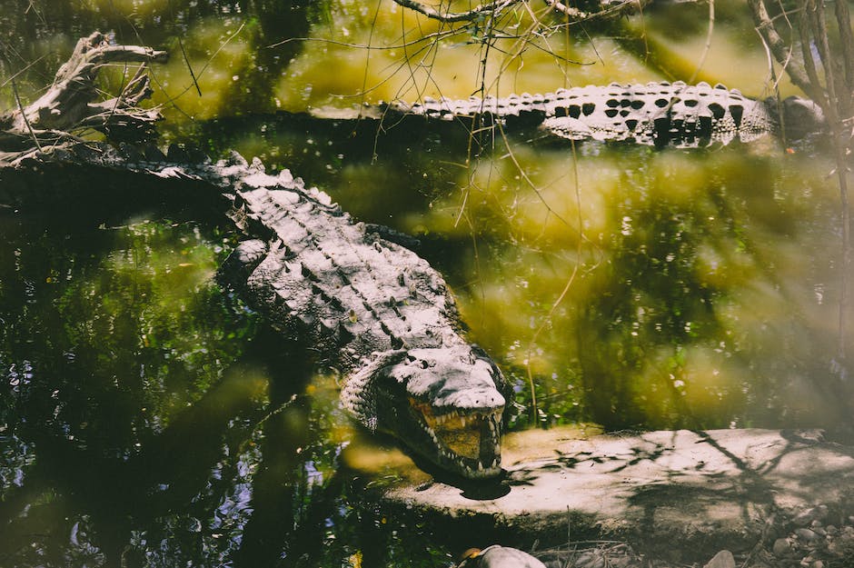Wade through the SEO keyword meta tag swamp with this yay or nay post featuring several experts, including Google. ow.ly/Wlxo50IyriM #SEOTips #SEOHacks #DigitalMarketing