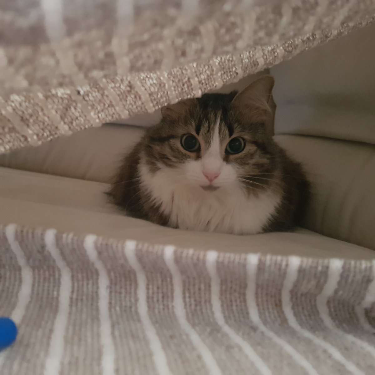 La grande bellezza
#GiornataNazionaledelGatto