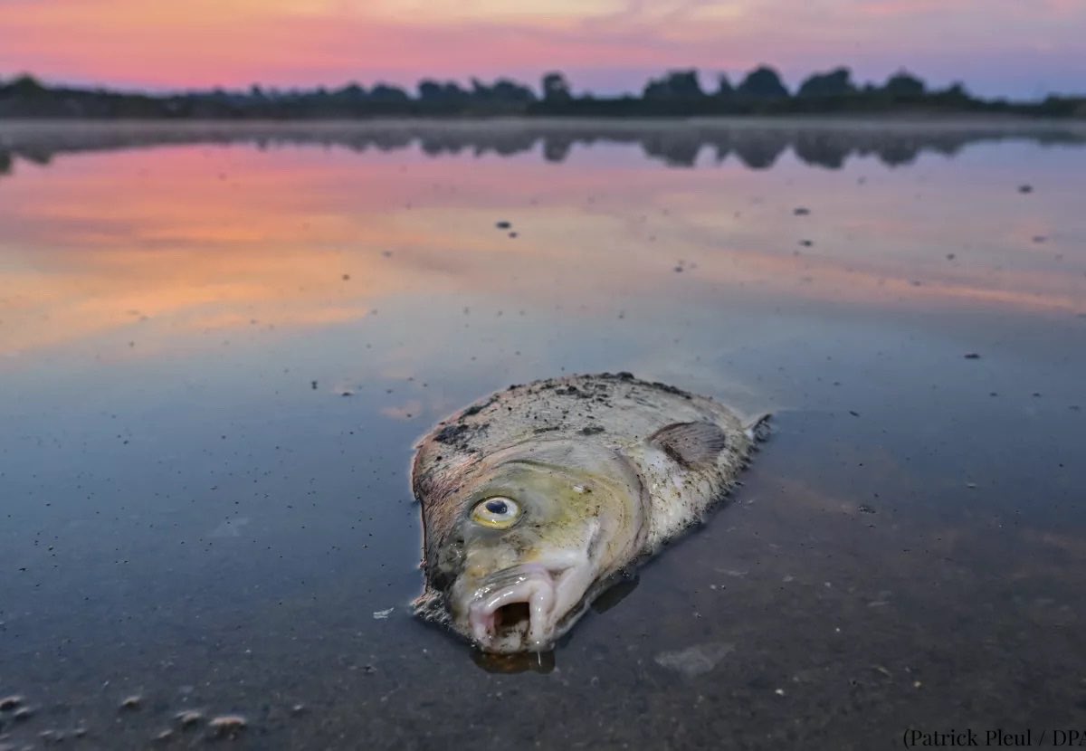 New report on the Oder River ecological disaster.

We can never allow something similar to ever happen again. 

I invite national authorities to fully implement the report’s recommendations & EU legislation. 

All you need to know:

ec.europa.eu/commission/pre…