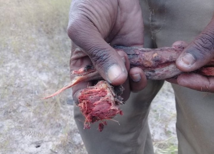Global_Folder's tweet photo. This is a root of an Acacia specie, it is a contraceptive used by Africans in Ancient times. It was chewed by women about once a week to prevent pregnancy. This method still works and there are no side effects. https://t.co/pskLEQ2QRl