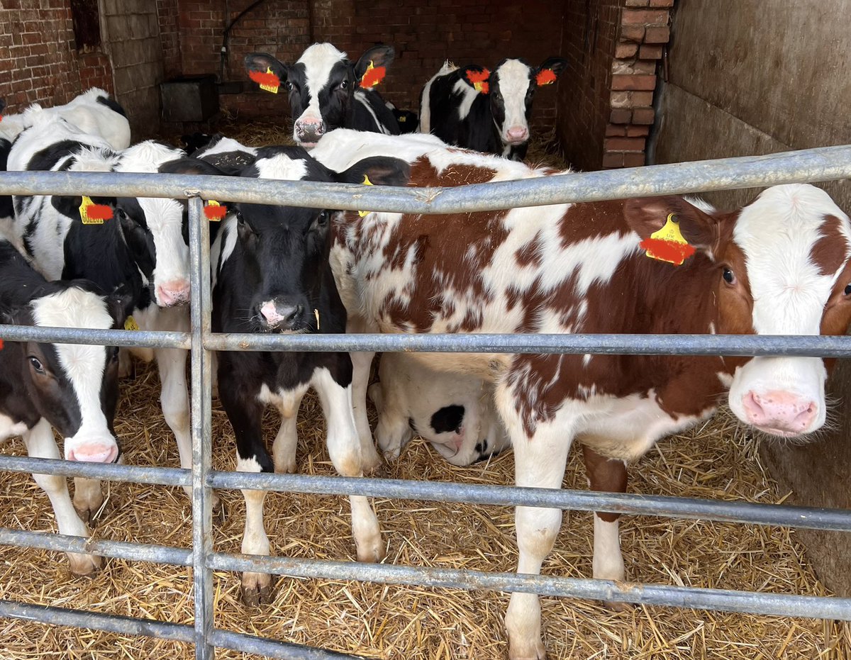 HefinR's tweet photo. 2 farms in the last 2 days with superb looking 5-6m old heifers - well grown, even and healthy. All about the basics - great start and good feed and a clean dry bed with clean air ๐ #Heifers #Teamdairy #futureherd #familyfarms https://t.co/4O46mzj2KO