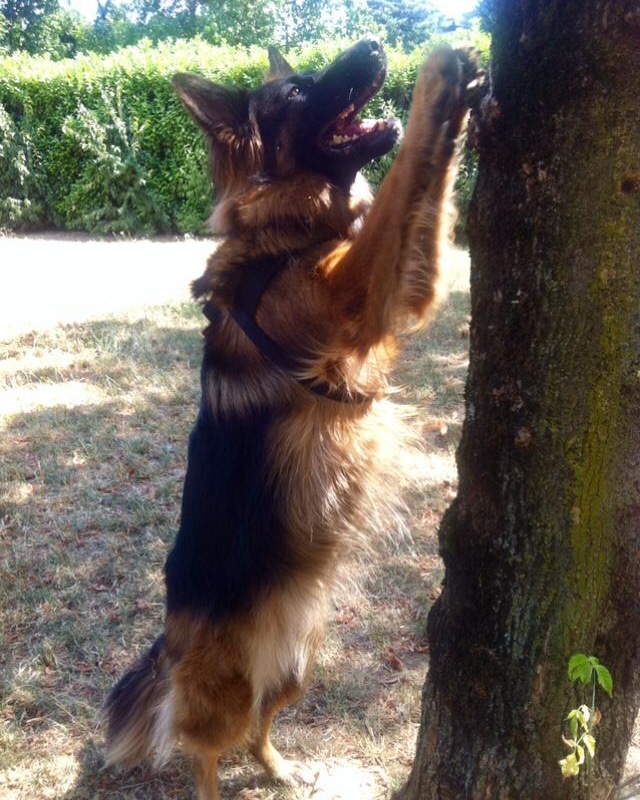 StefaninoReal's tweet photo. Te lo buco sto pallone!!! 
#MyNameIsMaya #GermanShepherd https://t.co/6fpDncrKTl