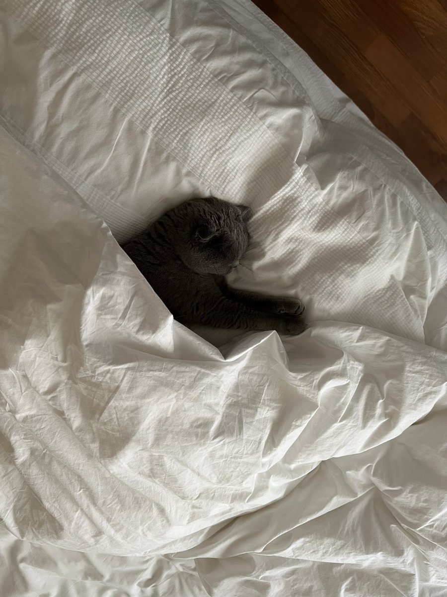 vegetta777's tweet image. Durmiendo tapada como un humano 😅