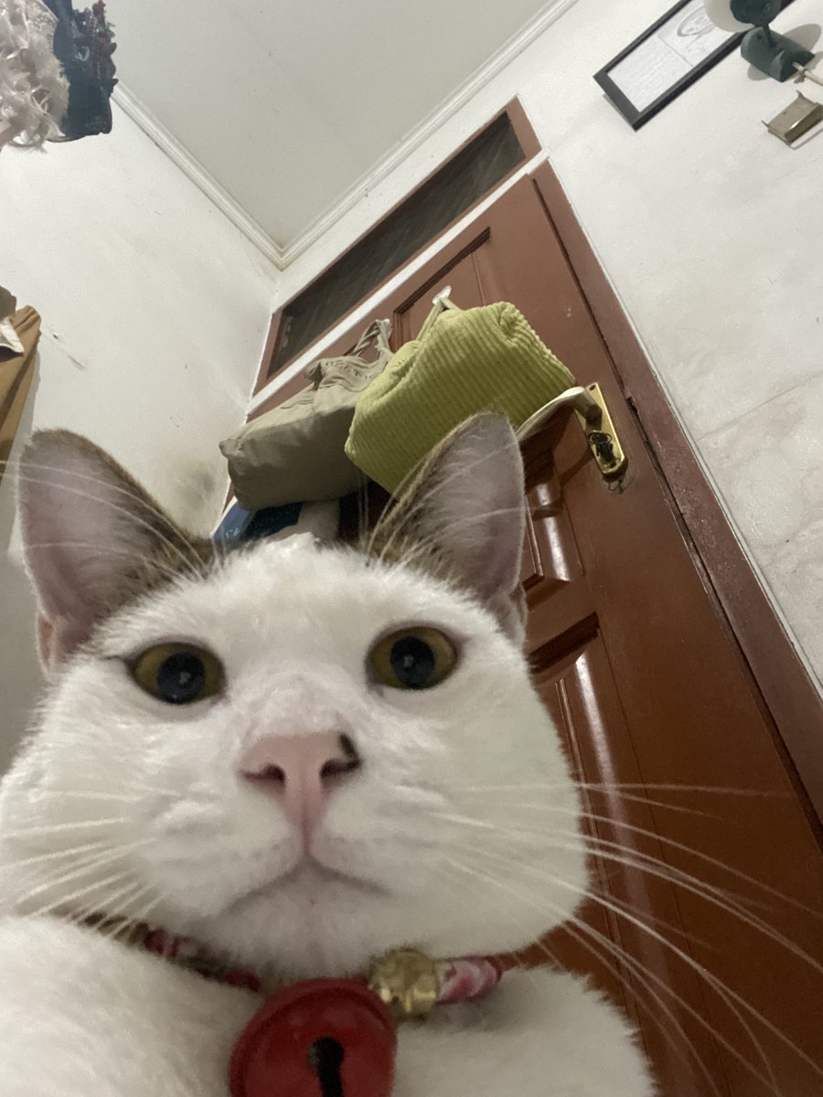 kochengfs's tweet photo. 🐈 kenapa ya kucing kalo full putih gitu anggun banget tapi gitu ada corak dikit langsung keliatan bloon (pic sebagai contoh) https://t.co/RzLfI6eJVs