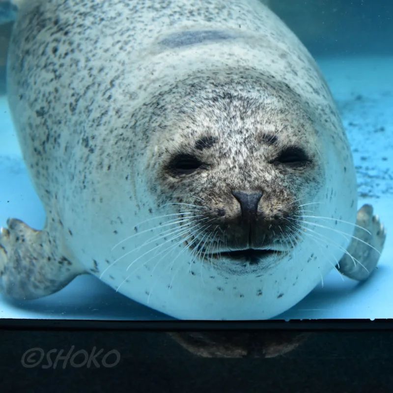 shokopandan's tweet photo. 今週もお疲れ様でした!
01/2023
#こまち #男鹿水族館gao #ゴマフアザラシ #アザラシ #秋田 #komachi #ogaaquarium #gao #spottedseal #instaseal #instaaquarium #instaakita #instaTravel #instaJapan #TGIF https://t.co/vwWpFOXlOL https://t.co/Wp17yoVsoV