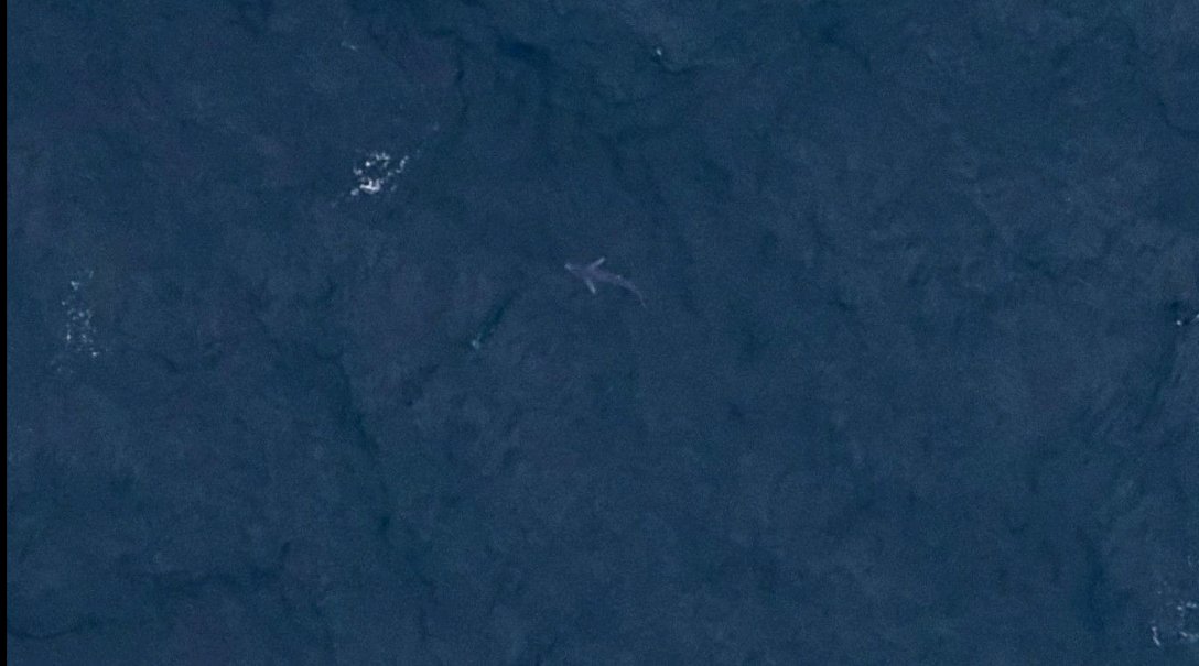 Just when you thought it was safe to install #4GW of #FloatingOffshoreWind... 🦈 Spotted in the #CelticSea from our #DigitalAerialSurveys, this #BlueShark is an incredible creature. It's also sick of our stupid damn #Jaws tropes and needs your support: @SharkTrustUK