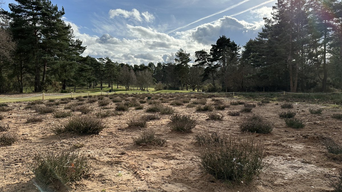TGCGreenstaff's tweet photo. Heather planting nearing completion on the 2nd carry. Few areas to be filled in and a final rake. Another regeneration area will be completed. @thetfordgolf https://t.co/MHDHI48UfJ