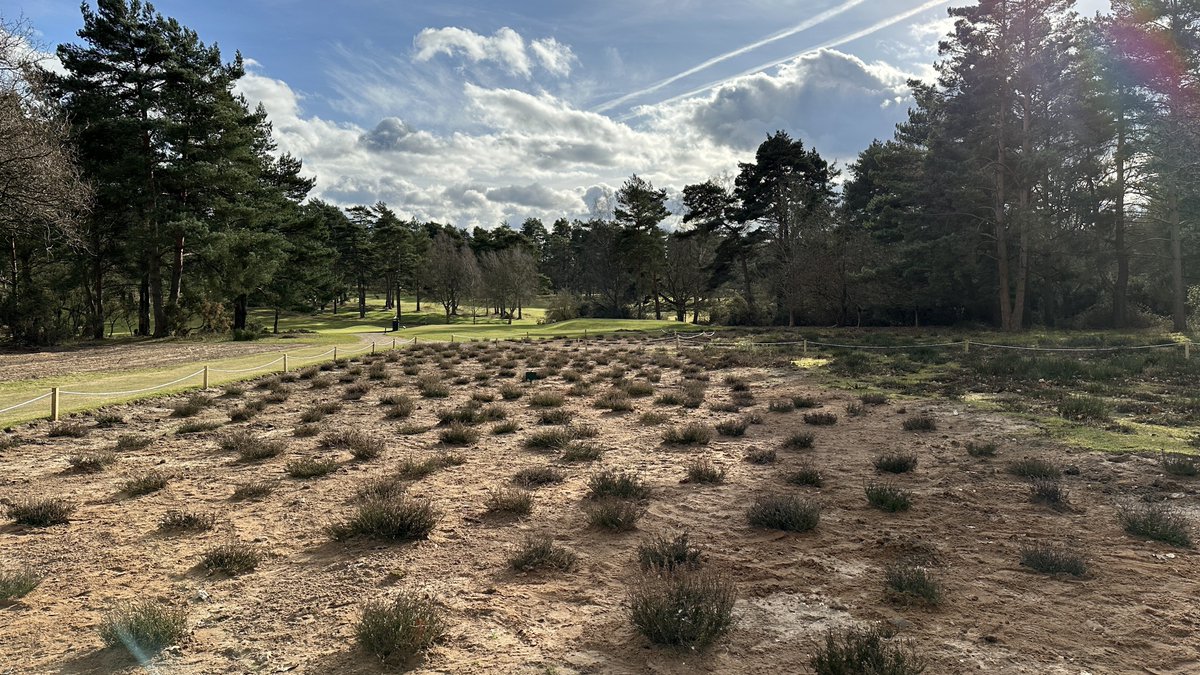 TGCGreenstaff's tweet photo. Heather planting nearing completion on the 2nd carry. Few areas to be filled in and a final rake. Another regeneration area will be completed. @thetfordgolf https://t.co/MHDHI48UfJ