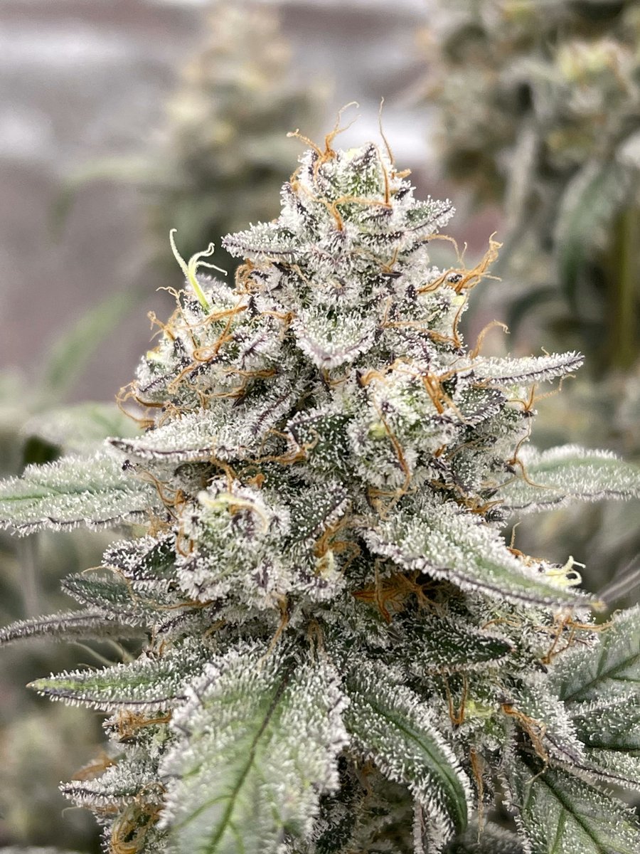 MephistoGenetic's tweet photo. Illuminauto #54 - Tinto De Verano

Genetic Heritage - Pinot Noir x Mango Smile

Time for another giveaway! A 5 Pack of #54 up for grabs!!

To win
-Follow  @MephistoGenetic
-Like + Retweet
-Tag 2 growers
-USA, UK, Canada Eligible https://t.co/8qui8BYWLQ