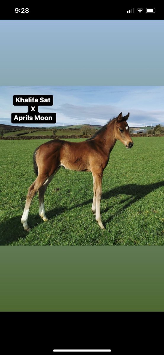 LackenStud's tweet photo. The start of it all. Khalifa Sat’s first foals have hit the ground. #khalifasat #newborn #horses #racing https://t.co/lBd4OxvD7X