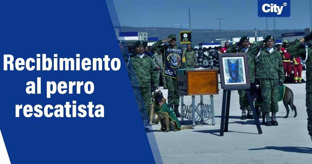 Citytv's tweet photo. El emotivo recibimiento al perro rescatista mexicano que murió en Turquía.

🥺👏🕊️ El pastor alemán murió mientras participaba en tareas de rescate tras el sismo. Acá los detalles ► https://t.co/1UzAfjyVil https://t.co/bceWKzUZYJ