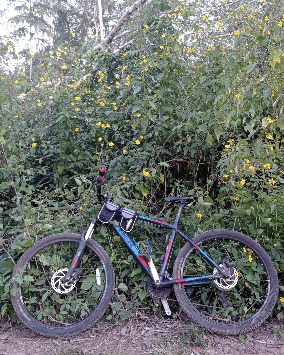 Se robaron a mi Sirena aquí en José Maria Morelos, Quintana Roo 😭😭😭 si la llegan a ver o se las llevan a ofrecer porfi avísenme, mi corazón quiere creer que es posible recuperarla. También se llevaron la de mi novio, adjunto fotos de las preciosas 🥺