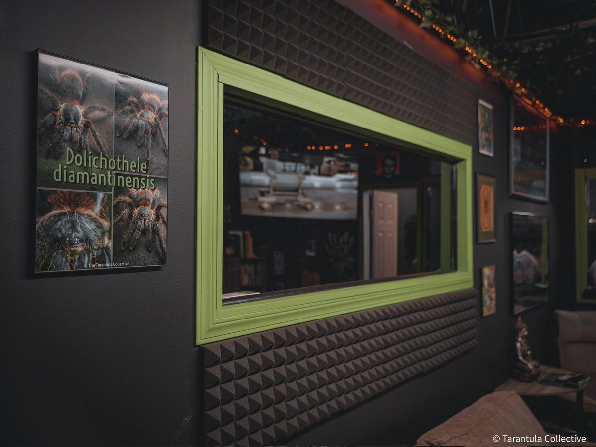 TheTarantulaCo1's tweet photo. Finally have the lobby of the studio set up. It is about time to start inviting other youtubers over to the studio. Any suggestions on collabs you'd like to see? https://t.co/V8C0MW32yD