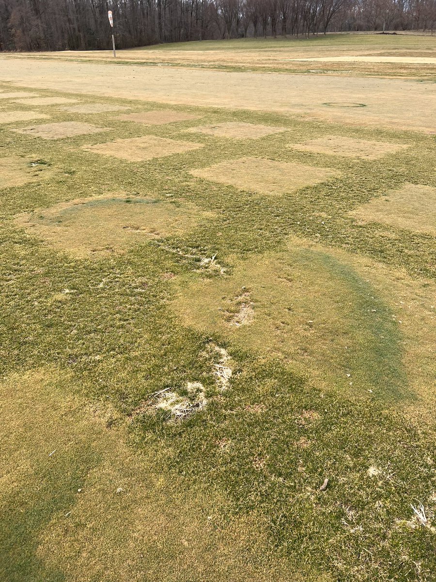 Fereshteh Shahoveisi on Twitter "Fairy ring on bentgrass fairway, UMD