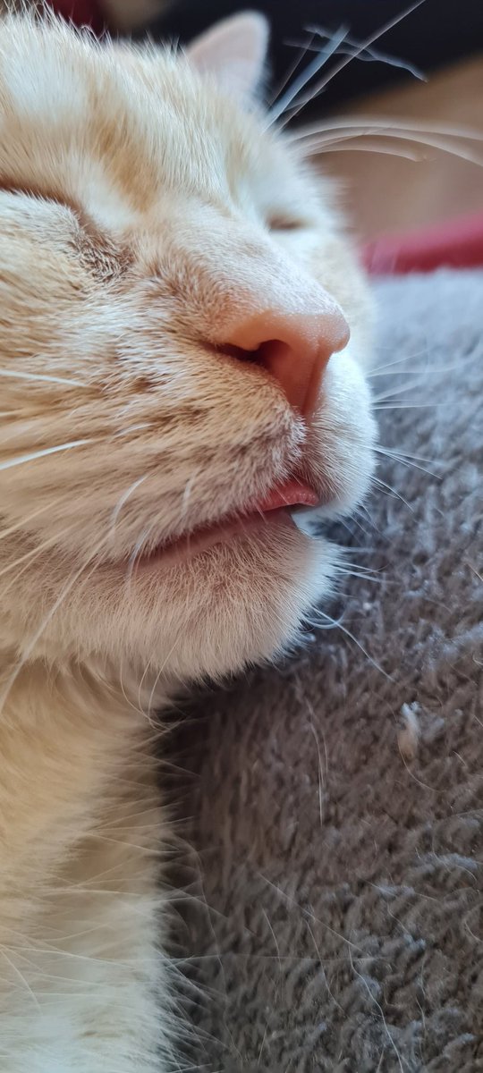 lauraoldmiss's tweet image. #festadelgatto a casa mia sono 4 e per loro ogni giorno è festa.
Ricordiamoci anche dei #randagi e di quelli nei #gattili e potendo doniamo qualche soldo, la pappa e coccole. 💕
