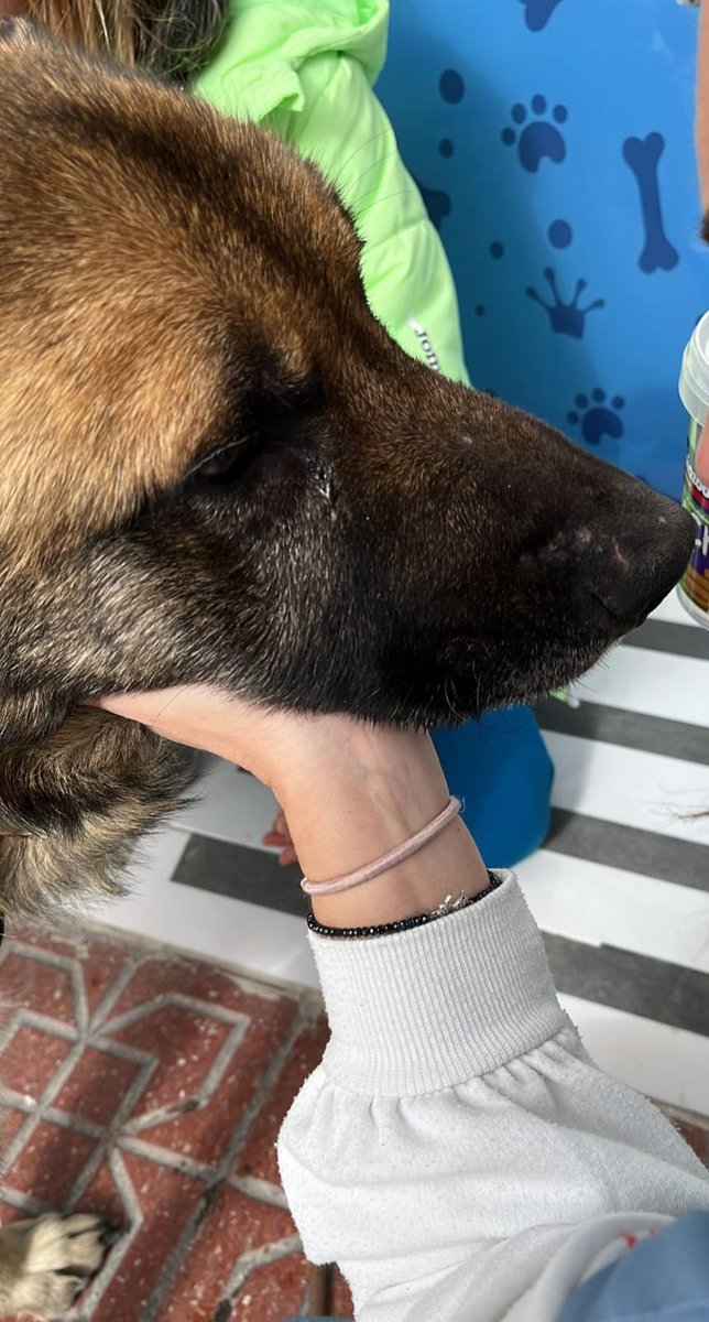 Difundo
ASLHAND 💔 GUADAHORTUNA 💔💔💔💔💔💔
NECESITA ACOGIDA URGENTE 😥 EN GRANADA ‼️
ESTA MUY ENFERMO, 💔CON SOLO UN AÑO , LEISMANIA A  1280 , RIÑON TOCADO, ANEMIA ARREGENERATIVA
EN UNA RESIDENCIA NO NO PODRA SUPERARLO. 😞
MALTRATADO HASTA DECIR BASTA 💔
Yolanda 645625025