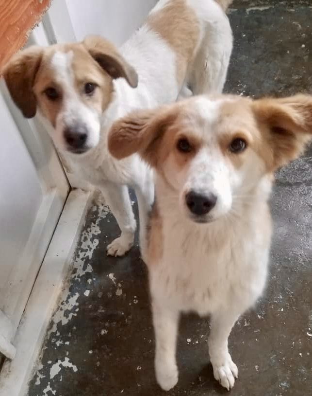 Kabul Small Animal Rescue on Twitter "We are full of adoptables! Email