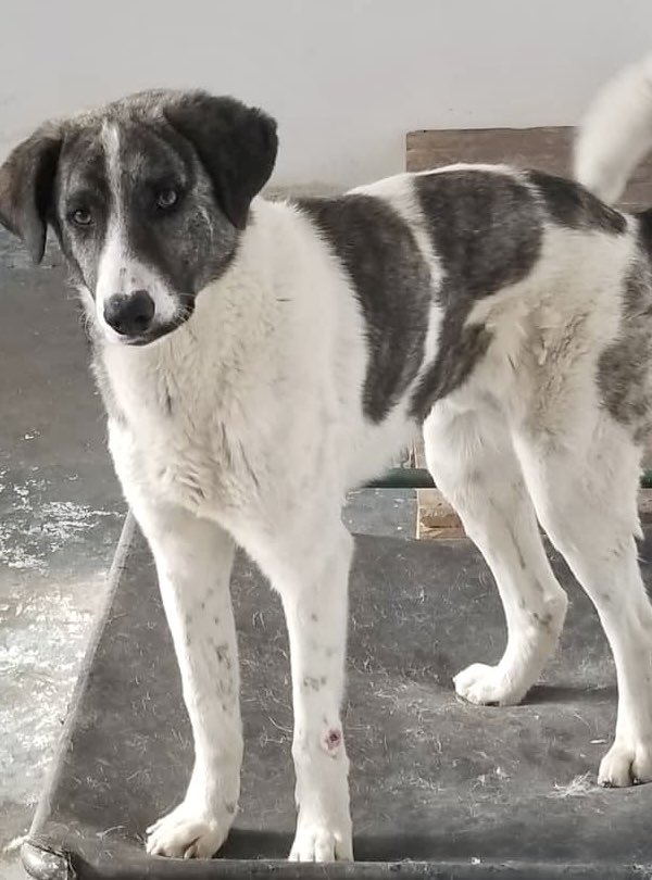 Kabul Small Animal Rescue on Twitter "We are full of adoptables! Email