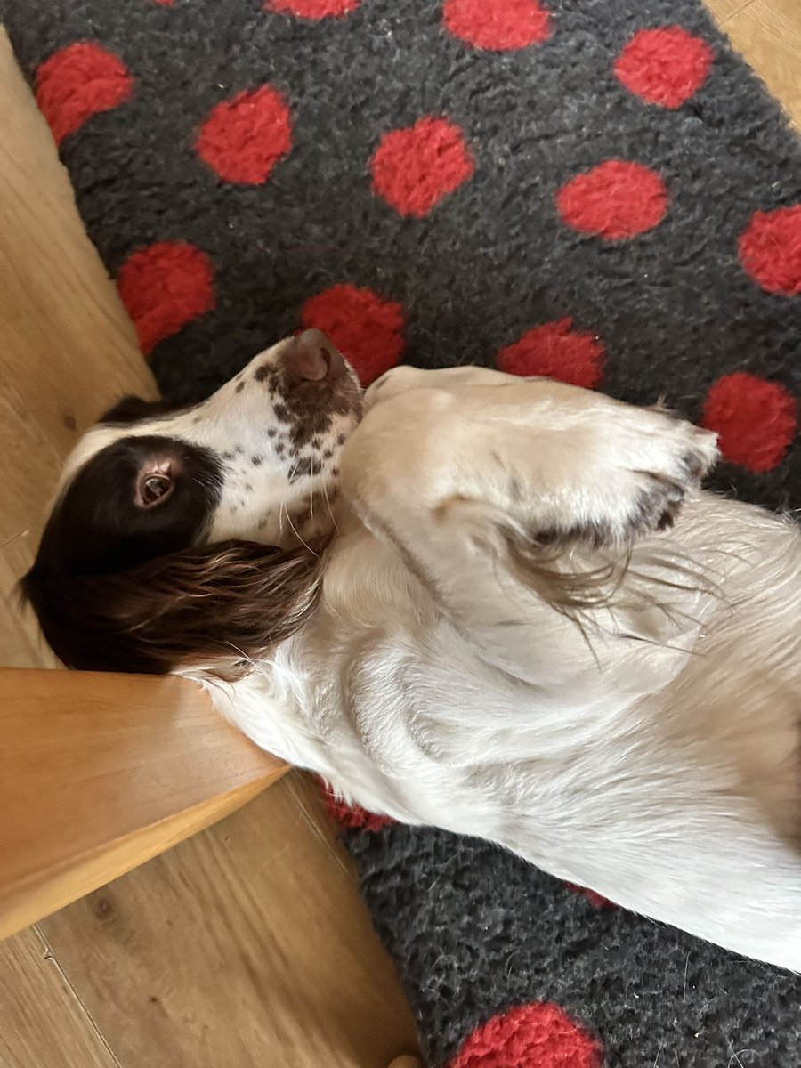 helenlafferty's tweet photo. I’ve swapped the kids for a quieter distraction today! #dog #Spaniel https://t.co/Mdbr3LCeHR