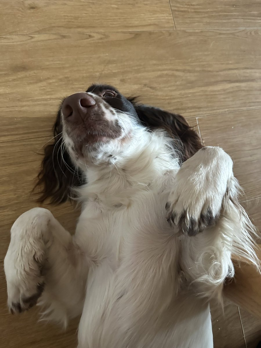 helenlafferty's tweet photo. I’ve swapped the kids for a quieter distraction today! #dog #Spaniel https://t.co/Mdbr3LCeHR