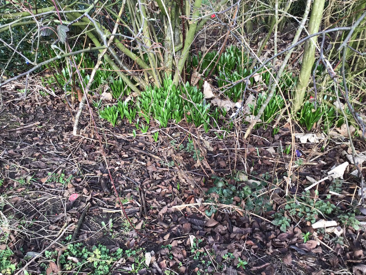 MrsECunningham's tweet photo. We went for a visit to the school garden and looked for signs of spring. https://t.co/4p4qsdN8XP