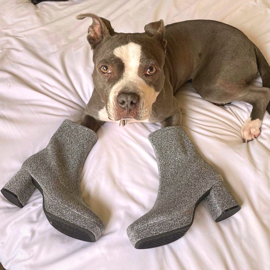 Our best GRWM yet, featuring #aerosolesmuse Edith 🥰 It's paw-ty time!

📸 - @simplyaudreekate