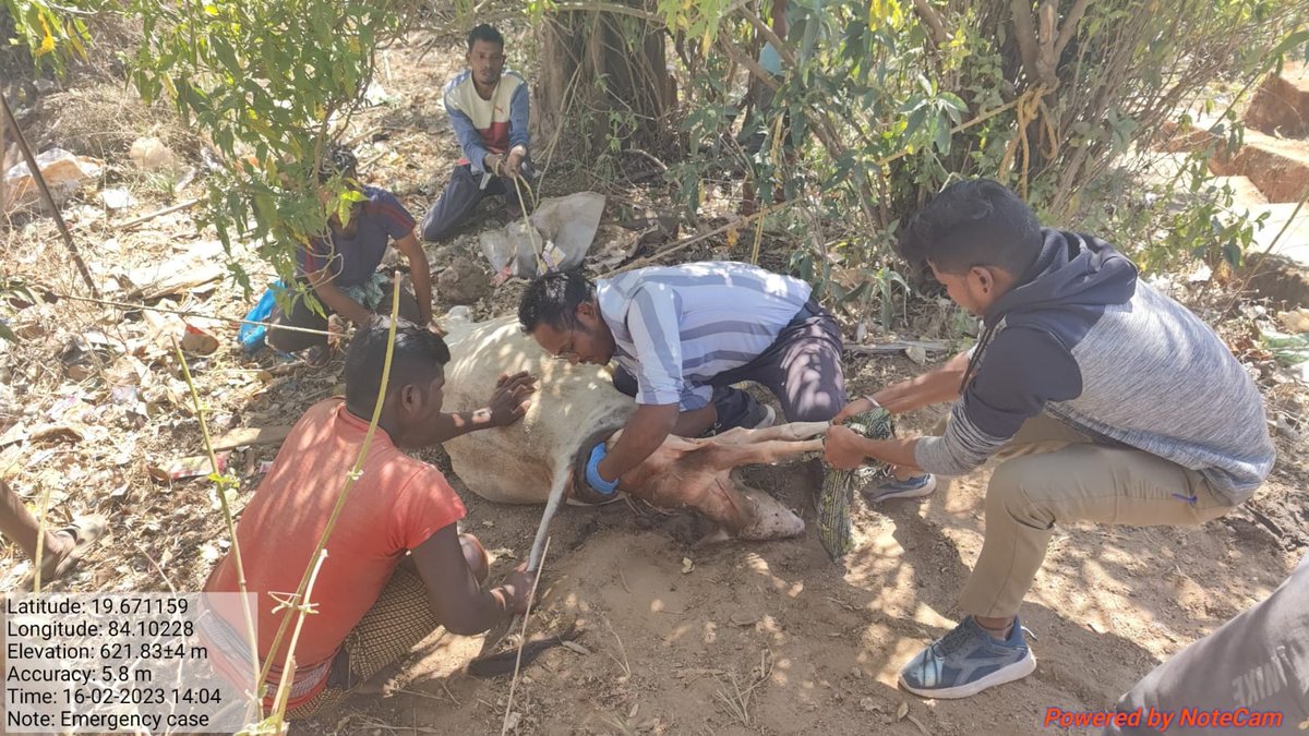 OvsaKandhamal's tweet photo. #Emergency Dystokia of a cow at Brahmanigaon of Daringbadi block successfully operated by Dr. Deepak (I/c BVO). #AnimalHealthCare #OVS #Veterinarians #PoorLogistics #VeryPoorManPower @CMO_Odisha @DMKandhamal @farddept @MoSarkar5T @rajaaswain @otvnews @kanak_news @NandighoshaTV https://t.co/CW5mFt169W