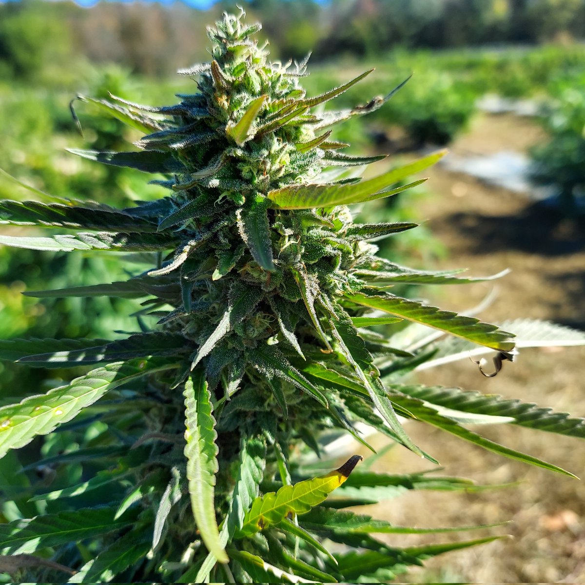 Welcome to Spartan Hemp Works.  Our licensed craft hemp farm produces the best full spectrum, federally compliant, CBD products we can possibly make.  It all starts with our healthy, happy flowers :)
#CBD #CBDV #CBG #cbdoil #cbdsalve #crafthemp