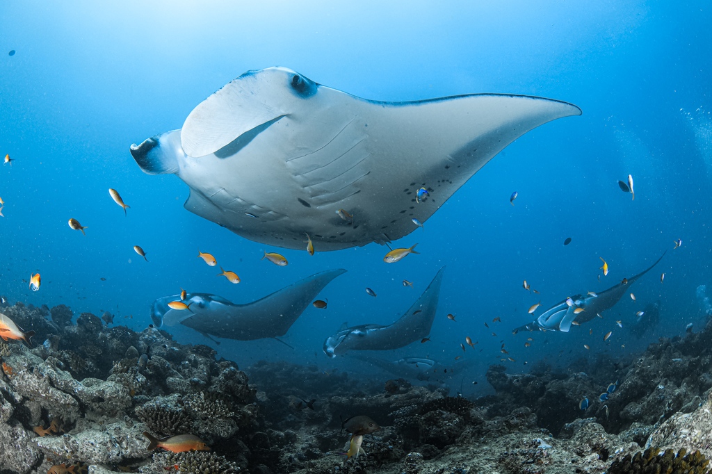 deeperblue's tweet photo. All aboard! Gangalli Manta Point is more like a Train Station than a Cleaning Station. Maldives Aggressor II divers may save up to $1000 per person on select liveaboard adventures >  https://t.co/qaINRR3hhN
#aggressorliveaboards #diveaggressor #SCUBA #scubadiving #travel  #ad https://t.co/YiKUBA3KmM