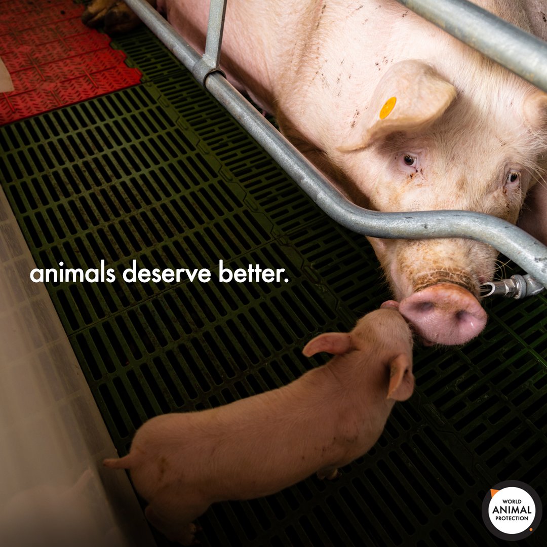 MoveTheWorldUS's tweet photo. We must work together to end factory farming. https://t.co/TPPvWdSaZn