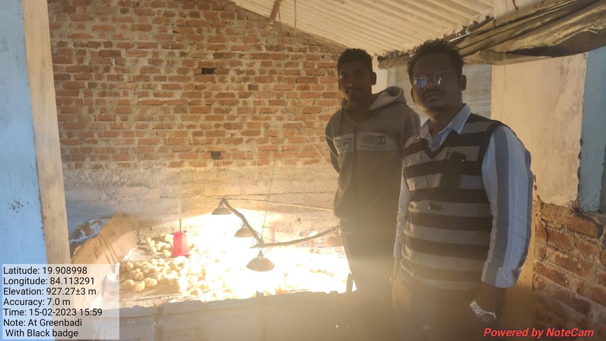 OvsaKandhamal's tweet photo. Induction of Broiler chicks in farm of Greenbadi of Daringbadi block in presence of I/c BVO Daringbadi. #AnimalProduction⬆️ #Stateplan #OVS #ARD @CMO_Odisha @DMKandhamal @Dept_of_AHD @farddept @MoSarkar5T @rajaaswain @otvnews @dahvsodisha https://t.co/22YSpW2cmb