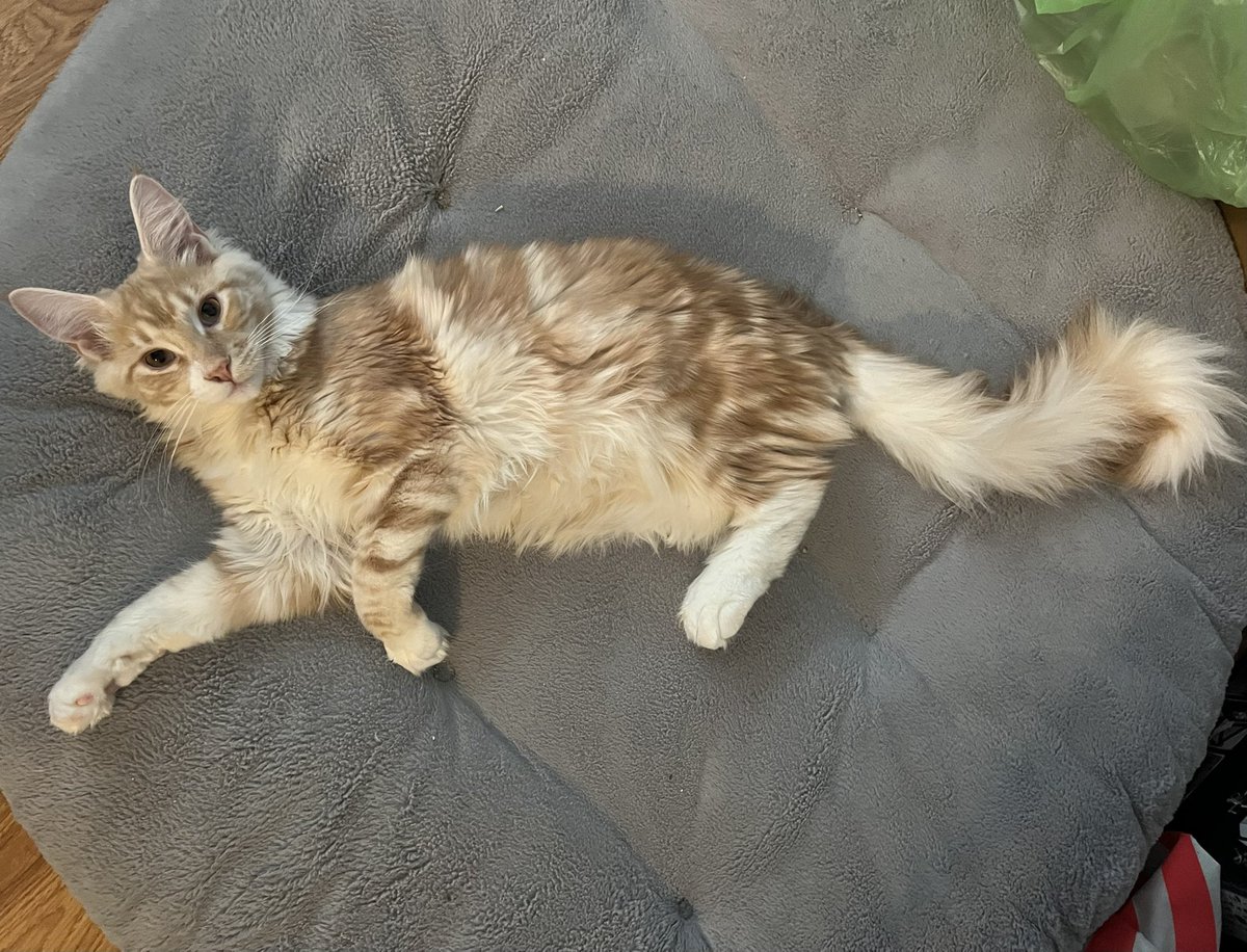 JWRe's tweet photo. @seananmcguire Rusty the Maine coon is 8 months old now and likes to eat by shoveling food into his mouth like he’s an excavator. Then he leaps around the house like he’s doing parkour in the furniture. https://t.co/xenW1TkHCK