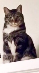 catgirl321's tweet photo. #LOST #CAT📌
PLEASE lookout for @NikkiKC79 SAM (chip #985121013223529) who has been #MISSING since MAY 15 2022 from #Gladstone #MO #USA🇺🇸
Sam’s Mom misses her terribly and is desperate to find her😿
PLEASE SHARE WIDELY/RT✔️
@HAPetRescuer #pawcircle #weeti #HELP #cats #FindSam https://t.co/whVBHUcO36