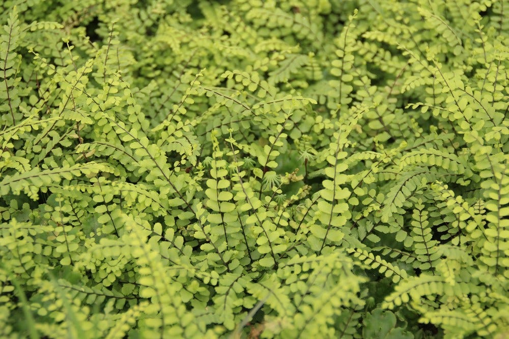 20% #korting op alle vaste planten t/m 26 februari! Dus ook op groenblijvende #varens #euphorbia #pachysandra en #zegge! > directplant.nl/vaste-planten.…