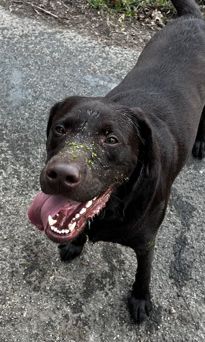 ChocolateAsbo's tweet photo. No Dad, I absolutely have not been in the swamp, choccy promise! https://t.co/36MPmr9pdL