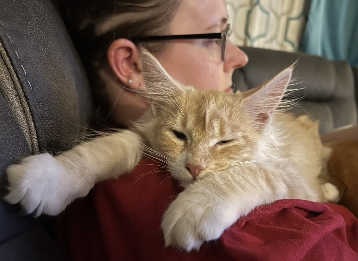 JWRe's tweet photo. @seananmcguire Is this a Maine coon thing? I’ve never had a cat insist on curling up on top of my face before but Rusty just runs over and flops on my chin https://t.co/H01znDZR5O