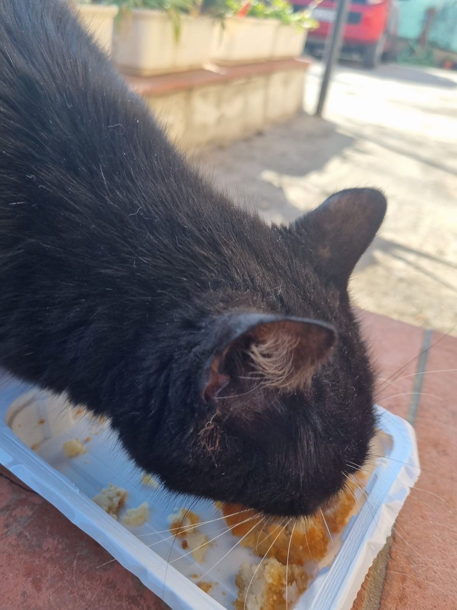 clodraiola's tweet image. #giornatamondialedelgatto
Non dimenticate i #randagi.
La mia è una missione.
Guai a chi li tocca.