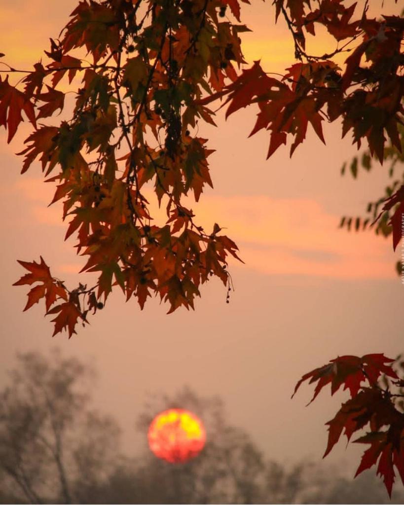 The Sky turns fiery Red,
With a beauty that cannot be Said;
The Maple stands Tall,
The majesty on display for All,
A sight for us to Behold..!

#poetrycommunity #WritingCommunity #loveisland #gistlover #NaturePhotography #Kuda #stormotto #Beckysangels #fridaymorning #KAI_Rover