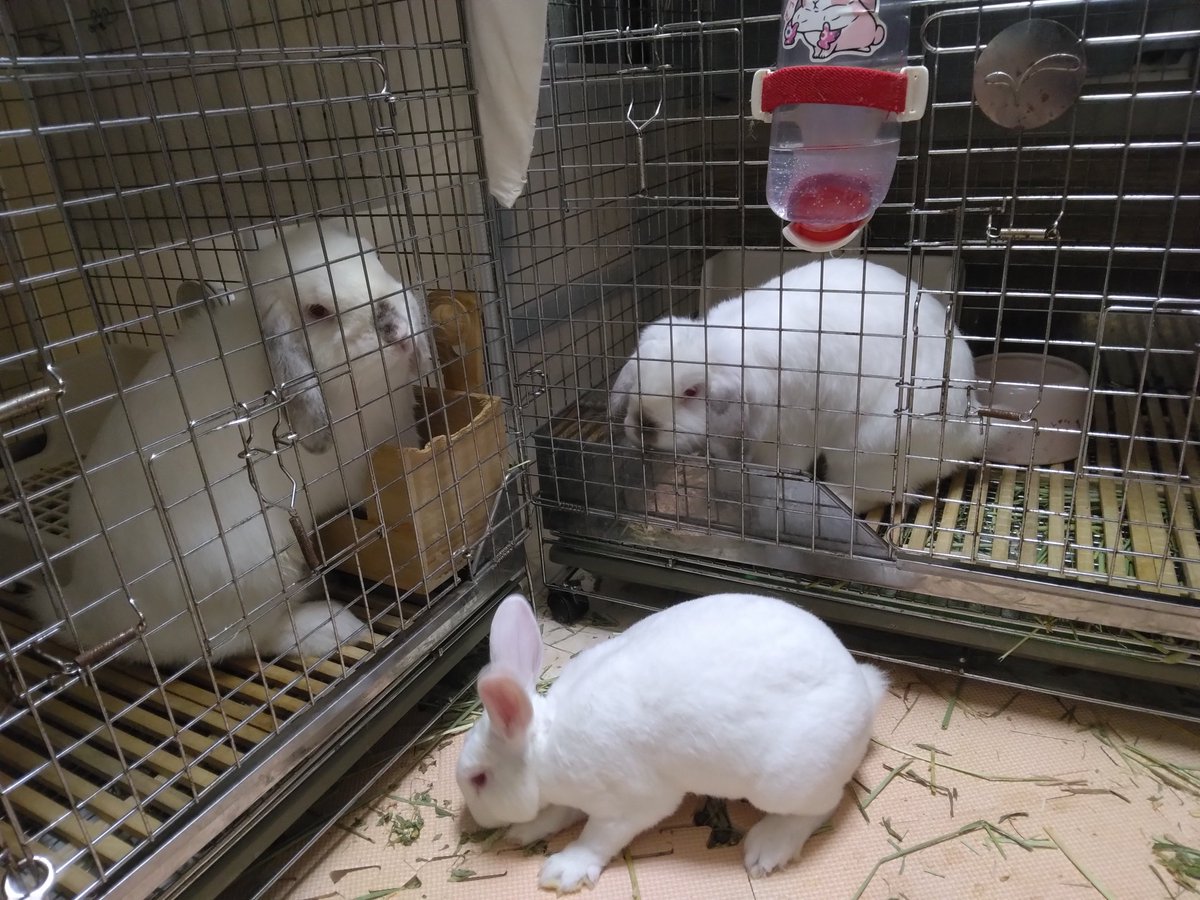 とうふう@ウサギヤシキのイナリ tweet media